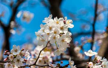 Macro of the white sakura flowers
