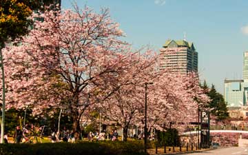 Pink sakura in Tokyo city