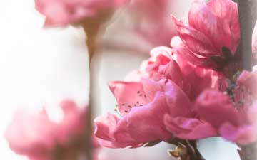 Aikawa betyr 'kjærlighetselven' på Japansk. Et passende sted å ta bilde av rosa sakura!