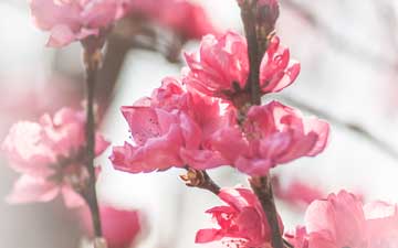 桃色の桜を撮影するのに適したの場所