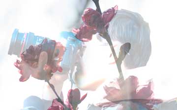 二重露光 - 桜とYJ