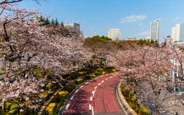 Flott utsikt i Roppongi, midt i Sakura-blomstringen.